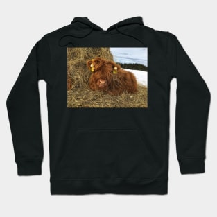 Scottish Highland Cattle Calf 1717 Hoodie